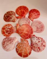 ยกถุง 10 ชิ้นเปลือกหอยเชวล์ แท้ ธรรมชาติ  คละขนาด 3-5CM  โทนสีส้มแดงน้ำตาล เปลือกหอยสีธรรมชาติ