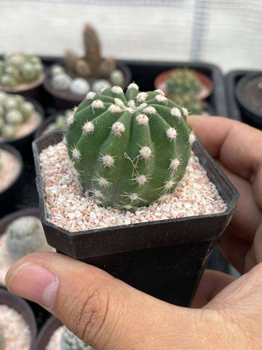 อิชินอปซิส-echinopsis-ดอกสีขาว-แคคตัส-กระบองเพชร-จัดส่งทั้งกระถาง-ราคาเบาๆ