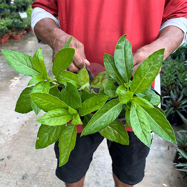 [paling Horticulture Sdn Bhd] Pokok Sambung Nyawa Hijau Longevity