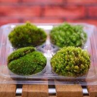 woww พรีเมี่ยมมอสส์สำหรับจัดสวนในขวดแก้วหรือสวนถาด มอสคัดพิเศษ premium fresh mosses for terrarium คุ้มสุดสุด ต้นไม้ ฟอก อากาศ กระถาง ต้นไม้ ไม้ ประดับ ต้นไม้ ปลูก ใน บ้าน