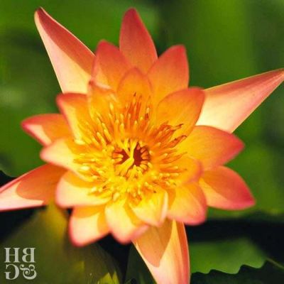 เมล็ดบัว 100 เมล็ด ดอกสีส้ม ดอกเล็ก พันธุ์แคระ จิ๋ว ของแท้ 100% เมล็ดพันธุ์บัวดอกบัว ปลูกบัว เม็ดบัว สวนบัว บัวอ่าง Lotus Waterlily Seed