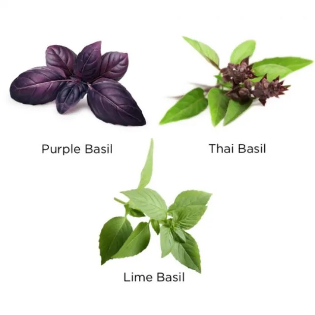 Exotic Basil Seeds ( Organic Farming PH) Lazada PH