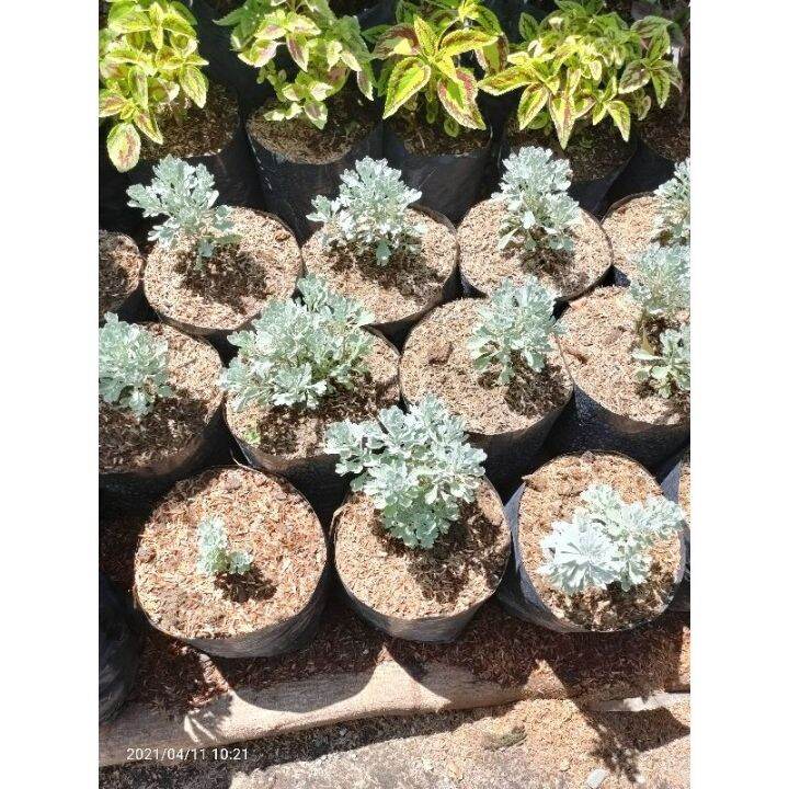 Ang Heng Ho(New Luckiest Plant)(It's a seed, not a plant!) Lazada PH