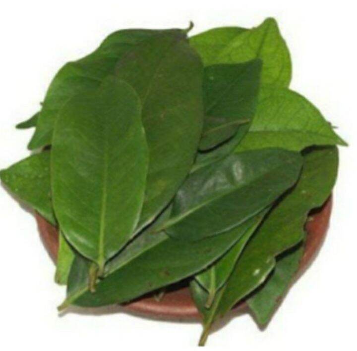 Daun Salam Segar Fresh , Bay Leaf Lazada Indonesia
