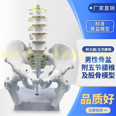 Natural big body five lumbar with pelvis and femur model of lumbar bone pelvic model teaching