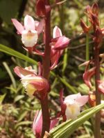 2หัว/ออเดอร์ ว่านหัวครู ว่านกายสิทธิ์ ว่านดิน ว่านหัวครู Eulophia spectabilis