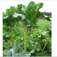 เมล็ด เคลต้นสูง - Walking Stick Kale เมล็ดพันธุ์นำเข้ามาจากประเทศโปรตุเกส 30 เมล็ด