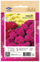 หงอนไก่ Celosia Christata เมล็ดพันธุ์เจียไต๋ โฮมการ์เด้น