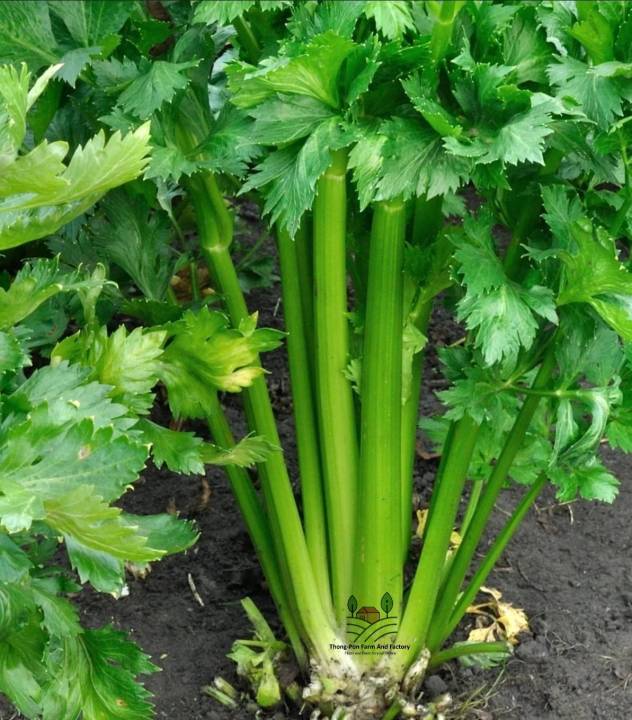 คื่นช่่ายยักษ์ฮอลแลนด์-celery-holland-seed-เมล็ดพันธุ์คื่นฉ่าย-บรรรจุ-100-เมล็ด-10-บาท