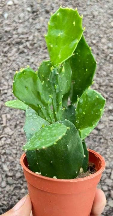 opuntia-brasiliensis-โอพันเทีย-โบตั๋น-ใบบาง-ส่งต้นพร้อมกระถาง