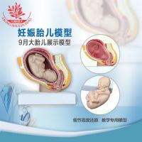 Teaching supplies nine months of pregnancy uterine reproductive medical teaching women of department of gynaecology pelvic full-term fetus attached model