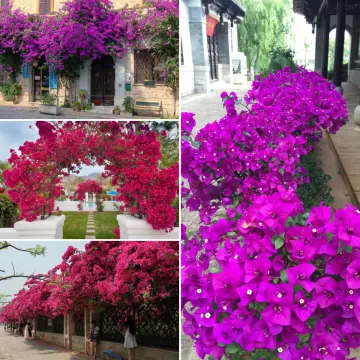 Shop Plant Bougainvillea Bonsai online - Aug 2022 