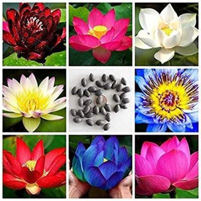 เมล็ดบัว 5 เมล็ด คละสี เมล็ดเล็ก ดอกดกทั้งปี ของแท้ 100% เมล็ดพันธุ์ บัวพันธุ์แคระ พันธุ์เล็ก ดอกบัว ปลูกบัว เม็ดบัว สวนบัว Mini Lotus Waterlily Seed