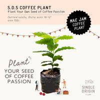 ( Promotion+++) คุ้มที่สุด S.O.S.Coffee Plant (Maejam Coffee Plant) ราคาดี พรรณ ไม้ น้ำ พรรณ ไม้ ทุก ชนิด พรรณ ไม้ น้ำ สวยงาม พรรณ ไม้ มงคล