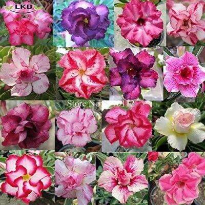 12 เมล็ด เมล็ดพันธุ์ ชวนชม สายพันธุ์ฮอลแลนด์ คละสี Adenium Seeds กุหลาบทะเลทราย Desert Rose ราชินีบอนไซ อัตรางอก 80-90% มีคู่มือปลูก