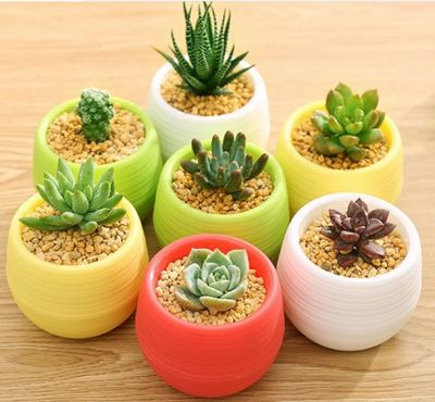 S-Garden กระถางต้นไม้พลาสติกขนาดเล็ก 7*7cm มีหลายสี สลับสีกันได้ สำหรับต้นไม้มงคล ต้นไม้นำโชค ต้นไม้อวบน้ำ Cactus จัดส่งจากในประเทศไทย