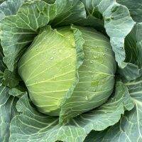 No. 1 green cabbage flat-headed knot ball bag spring autumn and winter sowing vegetable