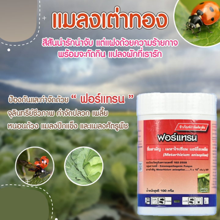 thaigreenagro-ฟอร์แทรน-เมธาไรเซียม-จุลินทรีย์ชีวภาพกำจัดปลวก-เพลี้ย-หนอนด้วง-แมลงศัตรูพืช