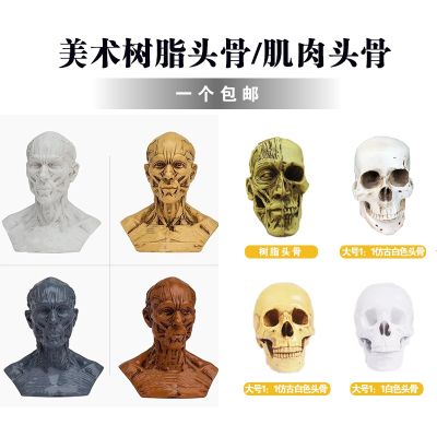 Sketch sketch with 1:1 resin skull skull painting art with human musculoskeletal anatomy of the skull model art with