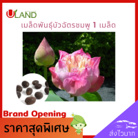 Uland เมล็ดพันธุ์บัวฉัตรชมพู 1 เมล็ด บัวหลวง เต็มเมล็ด อัตราการงอกสูง เมล็ดพันธุ์บัว บัวฉัตร ดอกบัวฉัตร