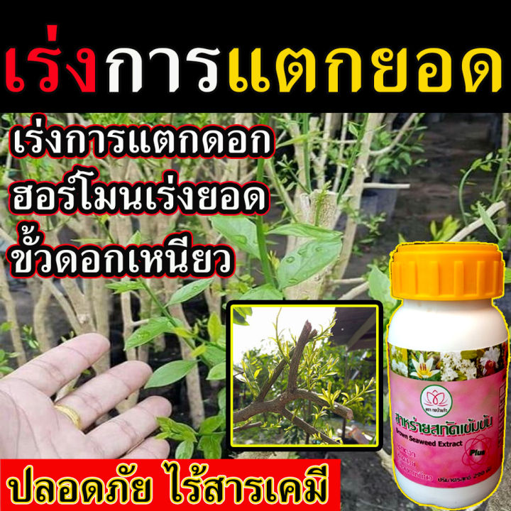 พร้อมส่ง-ยาเร่งแตกยอด-290-cc-ฮอร์โมนเร่งยอด-สารสาหร่ายสกัดเข้มข้น-เร่งยอด-กระตุ้นการแตกตา-เร่งแตกยอด-ยาเร่งการแตกตา-น้ำยาเร่งการแตกตาพืช-ปุ๋ยเร่งยอด-มี-ไซโตคินิน-ฮอโมนไซโตไคนิน