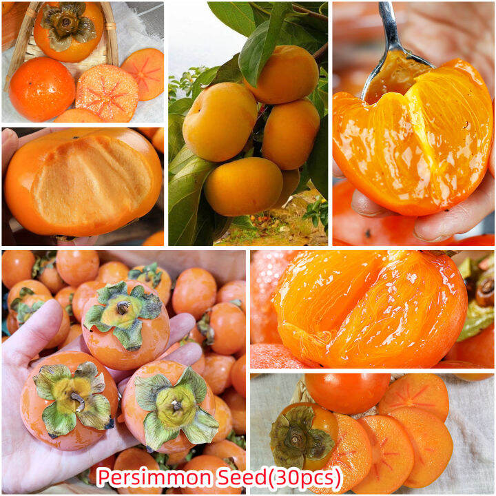 Hot Sale Tropical Fruit Tree Hybrid 30pcs Persimmon Fruit Tree Seeds