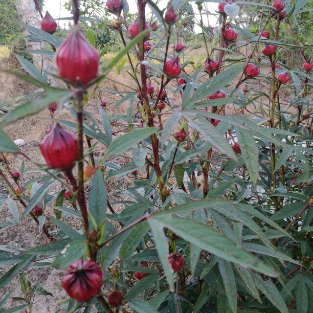 Roselle seeds seed biji benih roselle rosell rosel hibiscus seed(It