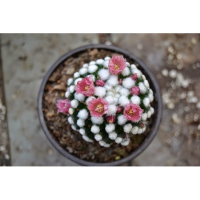 แมมโอรุกะ (Mammillaria oruga) ปุยขาวๆ น่าร้ากกกกก