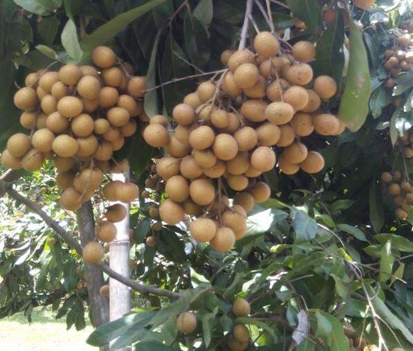 จัมโบ้-3-เอ-jumbo-aaa-ฮอร์โมน-เร่งการเจริญเติบโต-เพิ่มขนาดและน้ำหนักของผลผลิต-อย่างรวดเร็ว-ผสมน้ำได้-1000-ลิตร