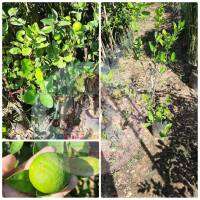 มะนาวไข่หอม(Lime Fragrant Egg)ขนาด60cm.