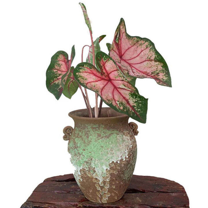 จัดส่งในพื้นที่-100เมล็ด-caladium-seeds-mixed-color-flower-plants-ต้นไม้มงคลสวยๆบอนสีแปลกๆ-เมล็ดบอนสีแท้-บอนสีหายากสวยๆ-ต้นบอนสีแปลกๆ-ต้นไม้ใบด่าง-หัวบอนสี-เมล็ดดอกไม้สวย-ต้นไม้ฟอกอากาศ-บอนสีชายชล-เมล