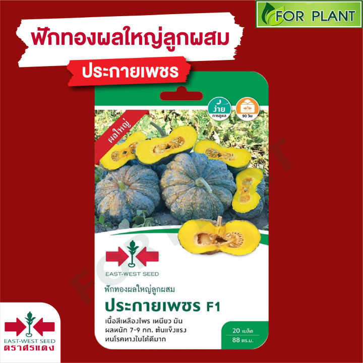 ขายปลีก-ผักซอง-ศรแดง-f1-เมล็ดพันธุ์-พันธุ์ผัก-ราคาซองละ-23บาท-คละชนิดได้-ซื้อแบบแพ็ค-10-ซอง-ถูกลงอีก-คลิ๊กดูที่หน้าร้าน