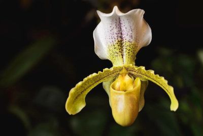 30 เมล็ดพันธุ์ Bonsai เมล็ดกล้วยไม้ กล้วยไม้รองเท้านารี (Paphiopedilum Orchids) Orchid flower Seed อัตราการงอกของเมล็ด 80-85%