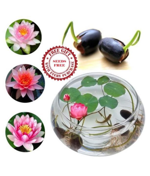8-เมล็ด-คละสี-เมล็ดบัว-บัวญี่ปุ่น-บัวญี่ปุ่นแคระ-เมล็ดเล็ก-ดอกดกทั้งปี-ของแท้-100-lotus-waterlily-seeds-มีคู่มีวิธีปลูก-รหัส-005