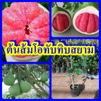 ต้นส้มโอทับทิมสยาม ส้มโอเนื้อสีแดง ต้นพันธุ์เสียบยอดสูง 40-50 ซม. ปลูก 2 ปี ติดผล รับประกันสายพันธุ์แท้ 100%