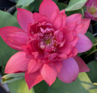 5 เมล็ด บัวนอก บัวนำเข้า บัวสายพันธุ์ RED DRAGONFLY 14 LOTUS สีแดง สวยงาม ปลูกในสภาพอากาศประเทศไทยได้ ขยายพันธุ์ง่าย เมล็ดสด