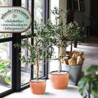 Faux Olive Tree | ต้นโอลีฟประดิษฐ์ | เทียม โอลีฟ ต้นไม้ ใหญ่ ตกแต่ง บ้าน ปลอม กิ่ง กระถาง ร้าน คาเฟ่ เหมือนจริง ดอกไม้ ใบไม้ ไม้เลื้อย ไม้ประดับ