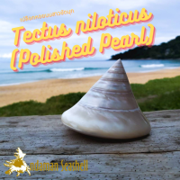 Andaman seashell เปลือกหอย เปลือกหอยนมสาว ขัดมุก (Tectus niloticus)