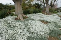 เมล็ดพันธุ์  สโนว์ อิน ซัมเมอร์ Cerastium tomentosum snow in summer 200 เมล็ด เมล็ดพันธุ์จาก อังกฤษ