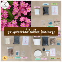 LXG : ชุดพร้อมปลูกฟอร์เก็ตมีน็อต (ดอกสีชมพู)  Pink For Get Me Not  ชุดพร้อมปลูกฟอร์เก็ตมีน็อต For Get Me Not  มี 3 ขนาด