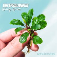 บูเซปเขียว เลือกขนาดได้ - BUCEPHALANDRA ‘WAVY GREEN’ ต้นไม้น้ำ