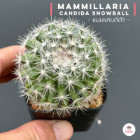 แมมแคนดิด้า Mammillaria Candida Snowball แคคตัส กระบองเพชร cactus&amp;succulent