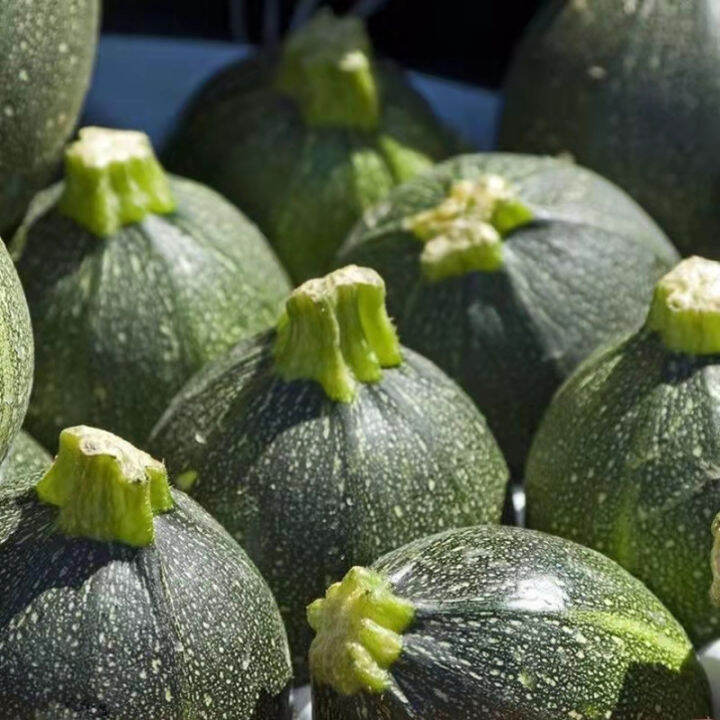 เมล็ดพันธุ์แท้100-อัตราการงอกสูง-30-แคปซูลต่อแพ็ค-fresh-bottle-gourd-seeds-vegetable-seeds-เมล็ดพันธุ์-plants-เมล็ด-พันธุ์ไม้หายาก-เมล็ดพันธุ์ผัก-ของแต่งสวน-แต่งสวน-อัตราการงอกสูง-ในสต็อกในประเทศไทย-ม