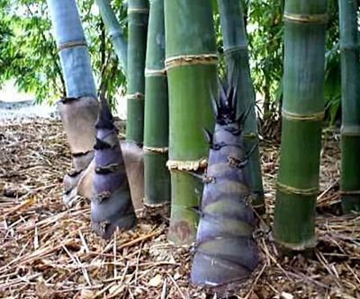ขายส่ง 100 เมล็ด เมล็ดไผ่บงหวาน Bambusa Sp ไผ่หวาน ไผ่ตงหวาน เมล็ดไผ่ พืชเศรษฐกิจใหม่ หน่อไม้ ไผ่ ไม้ไผ่ Bamboo ต้นไผ่ พืชตระกูลหญ้า หญ้ายักษ์