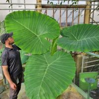 Colocasia Thai Giant (บอนยักษ์ ที่ใบใหญ่ที่สุดในโลก) ใบใหญ่มากกกๆๆ ใหญ่กว่าตัวคน โคตรเสน่ห์ ไม้แรร์ ไม้สะสม ต้องมีแล้ว