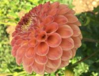 1 หัว/ออเดอร์ รักเร่ Dahlia rhizome สายพันธุ์ Lakeview Lucky หัวรักเร่ ดอกไม้ หัวหน่อ เหง้า นำเข้า เนเธอร์แลน