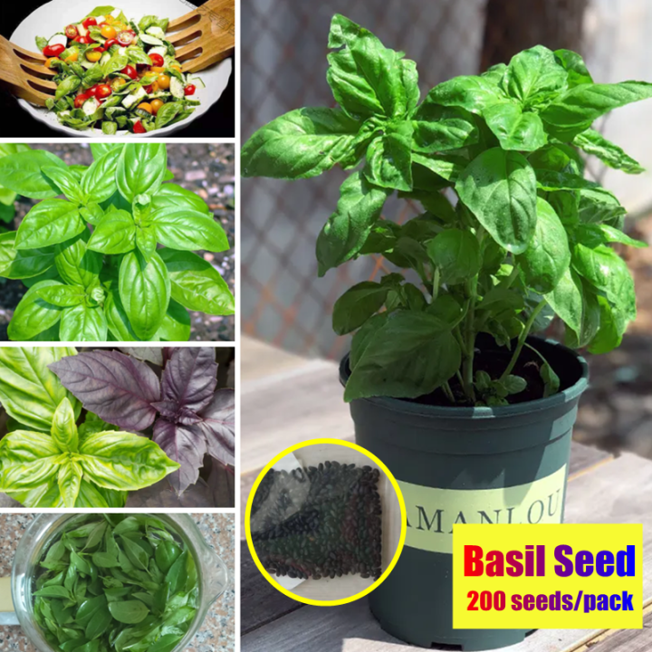 [Fast Shipping] Sweet Basil Seeds for Planting (200 Seeds/pack) Basil