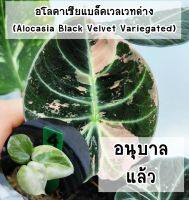 อโลคาเซียแบล็คเวลเวท (Alocasia Black Velvet Variegateda)  ไม้เพาะเลี้ยงเนื้อเยื่อ อนุบาลแล้ว