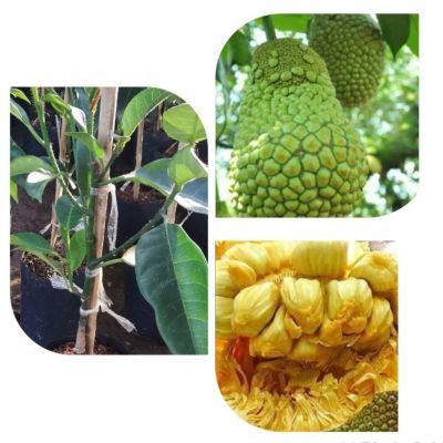 ต้นทุเรียนจำปาดะ(Champada Durian)กิ่งทาบขนาด50ซม.1ต้น