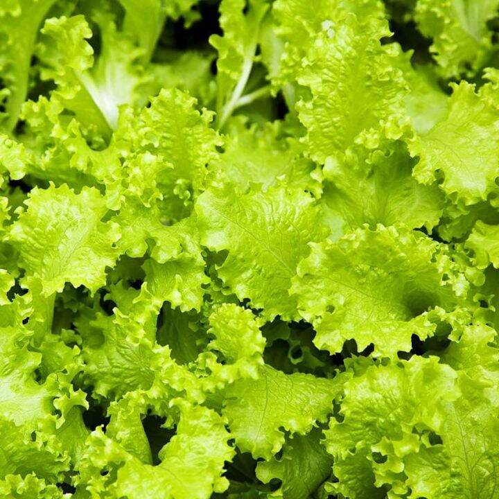 Lettuce Seeds High Germination Rate Garden Necessary Vegetables Without